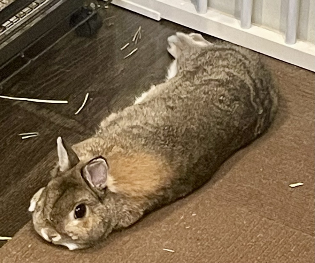 うさぎのかわいい写真2 ネザーランドドワーフ