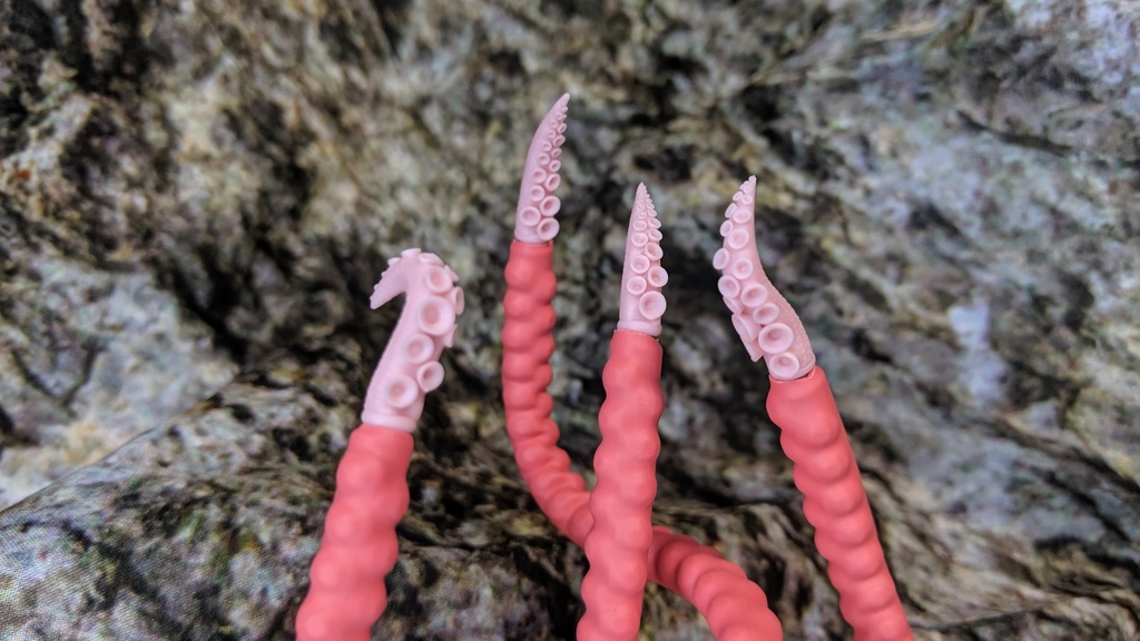 触手の先っちょタコだ!