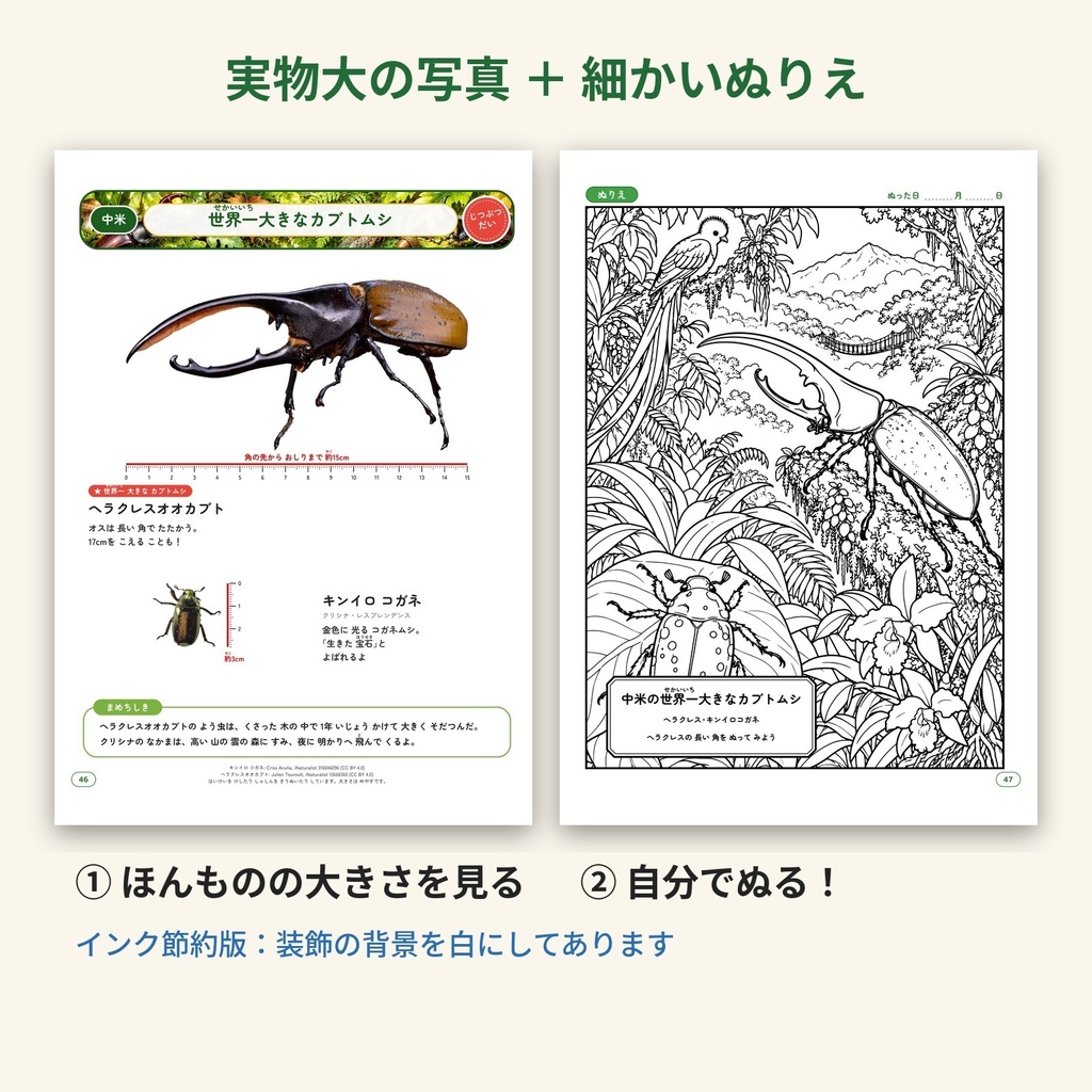 【PDF・A4】じつぶつだい しゃしんつき こんちゅう ぬりえずかん|世界の虫69種 実物大の写真+ぬりえ 5歳〜小学生