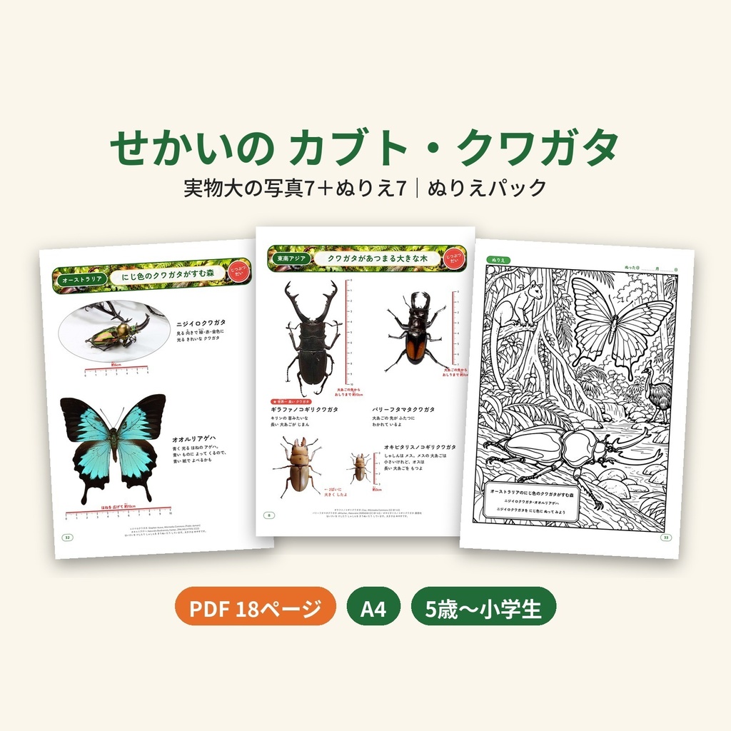 【PDF・A4】せかいの カブト・クワガタ ぬりえパック｜ヘラクレス・ギラファほか 実物大の写真7＋ぬりえ