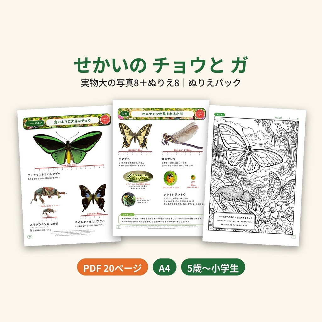 【PDF・A4】せかいの チョウと ガ ぬりえパック｜モルフォ・トリバネアゲハほか 実物大の写真8＋ぬりえ