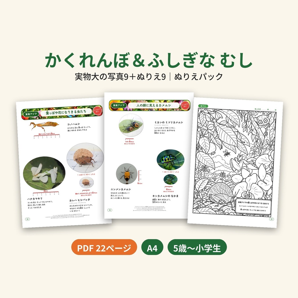 【PDF・A4】かくれんぼ&ふしぎな むし ぬりえパック|ハナカマキリ・コノハムシほか 実物大の写真9+ぬりえ