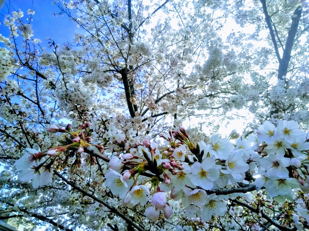 著作権フリーな写真素材★全161種セット★