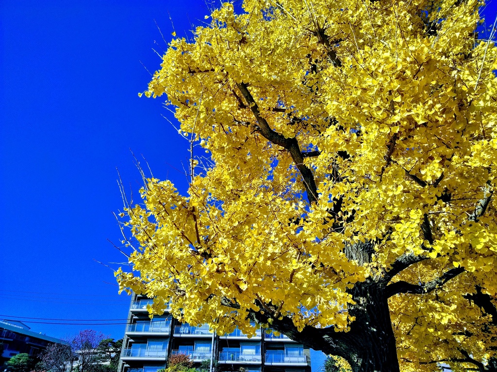 著作権フリーな写真素材★全161種セット★