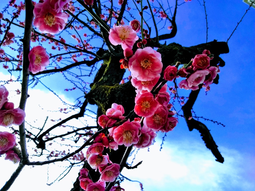 著作権フリーな草花データ素材 全種 和田館 Booth
