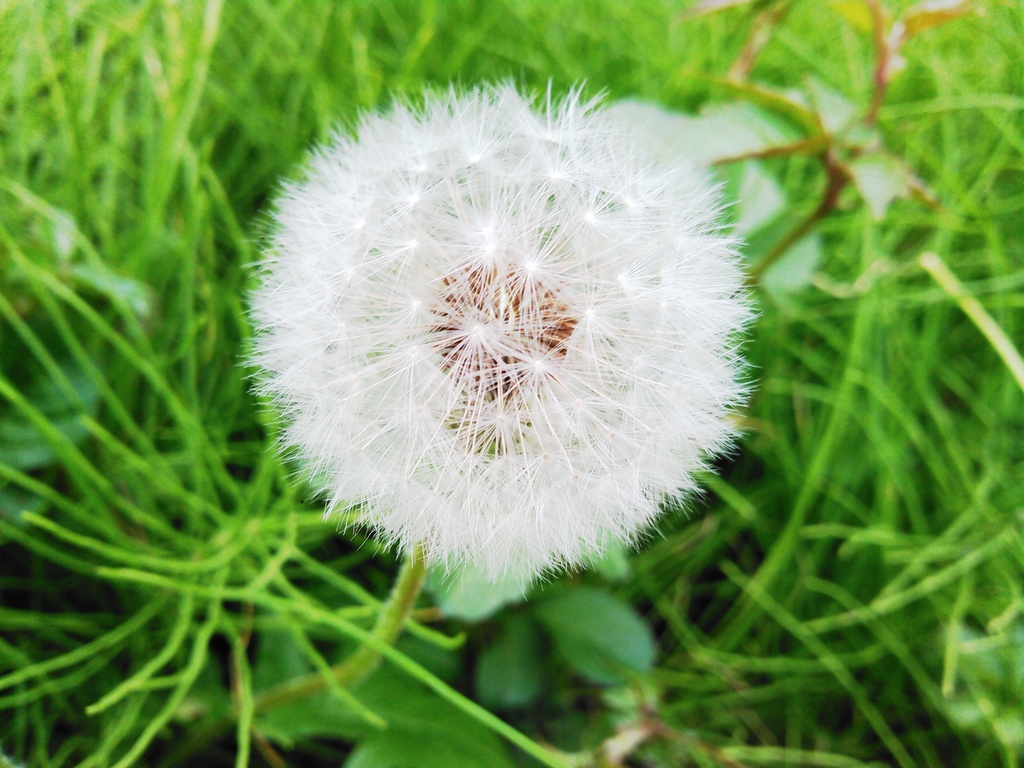 著作権フリーな草花データ素材 ☆全82種☆