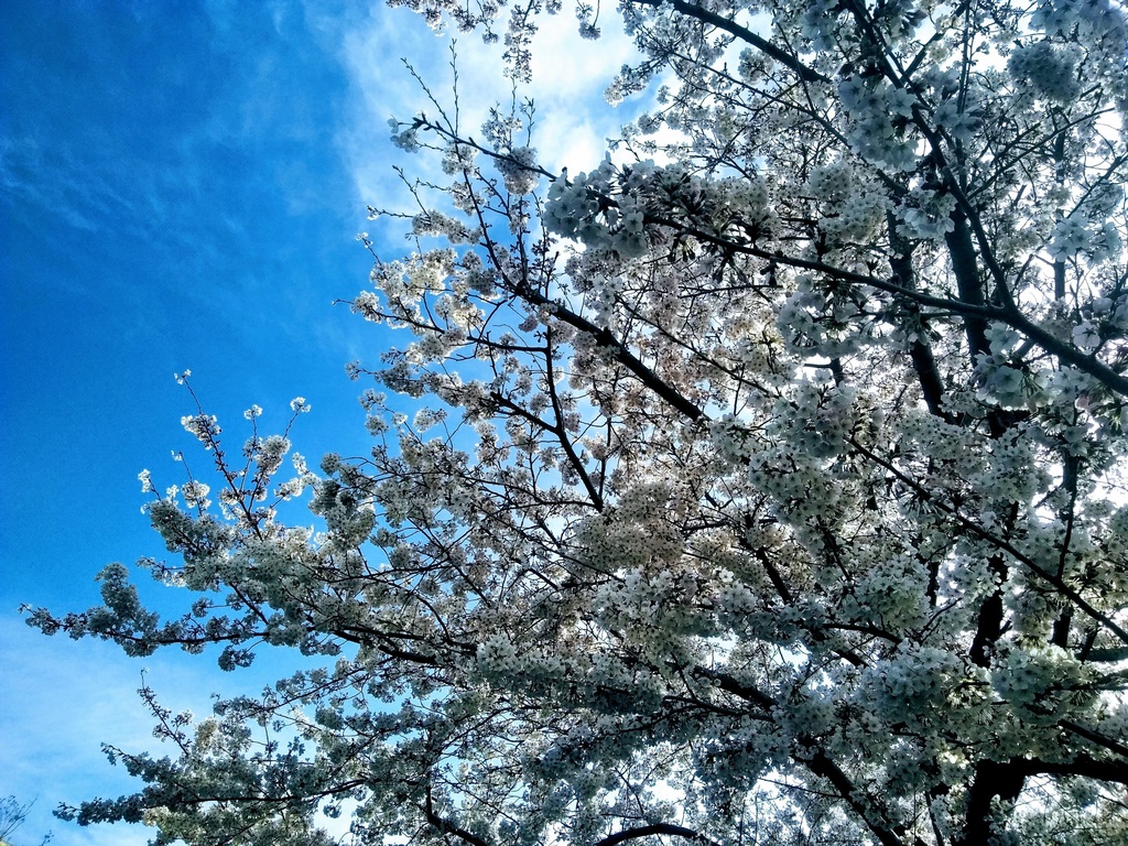 著作権フリーな草花データ素材 ☆全82種☆