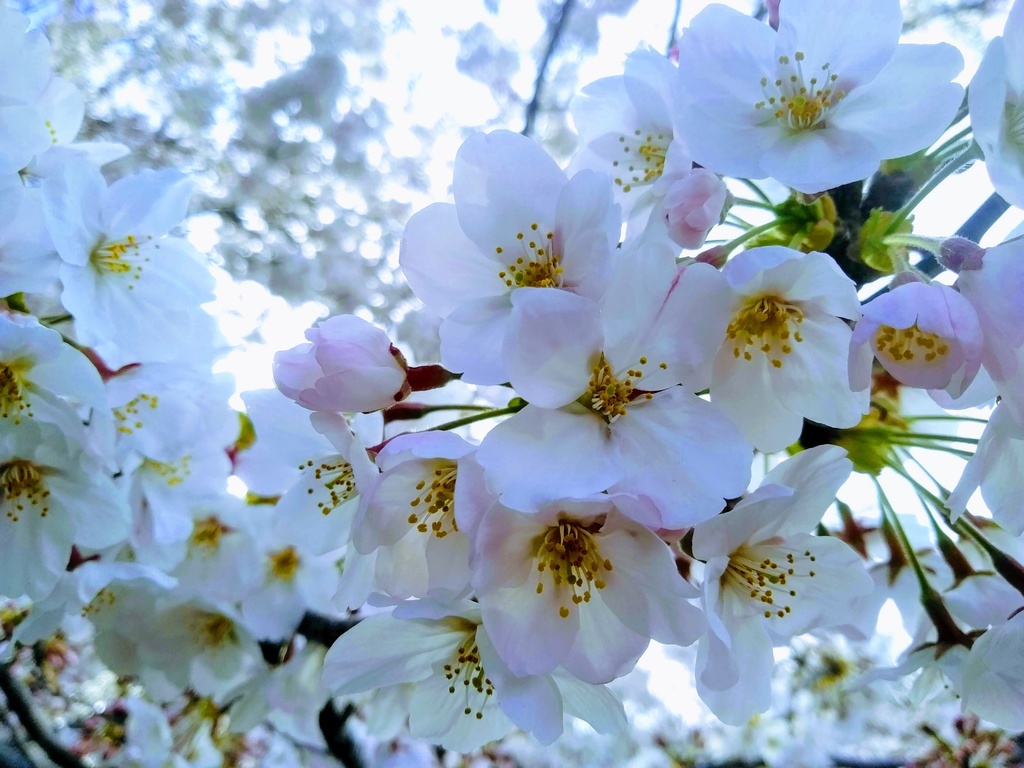 著作権フリーな草花データ素材 ☆全82種☆