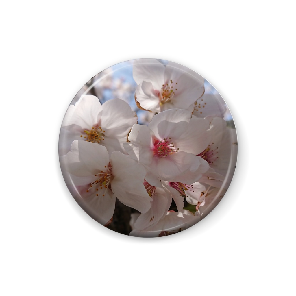 the world of nature series #1 sakura