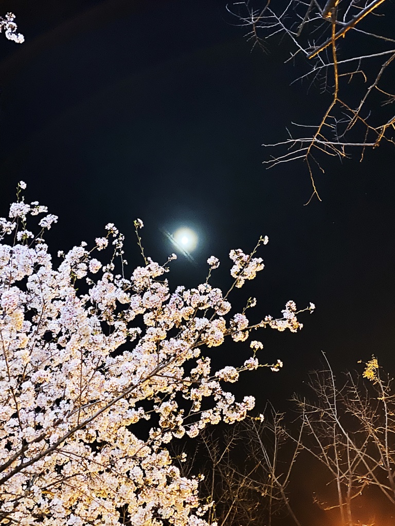 夢桜/スターパレード サイン入り歌詞カード付きCD ※DL版も付属