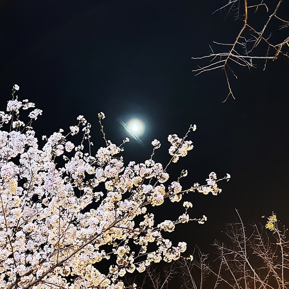 夢桜/スターパレード まるやまひろし(あんしんB