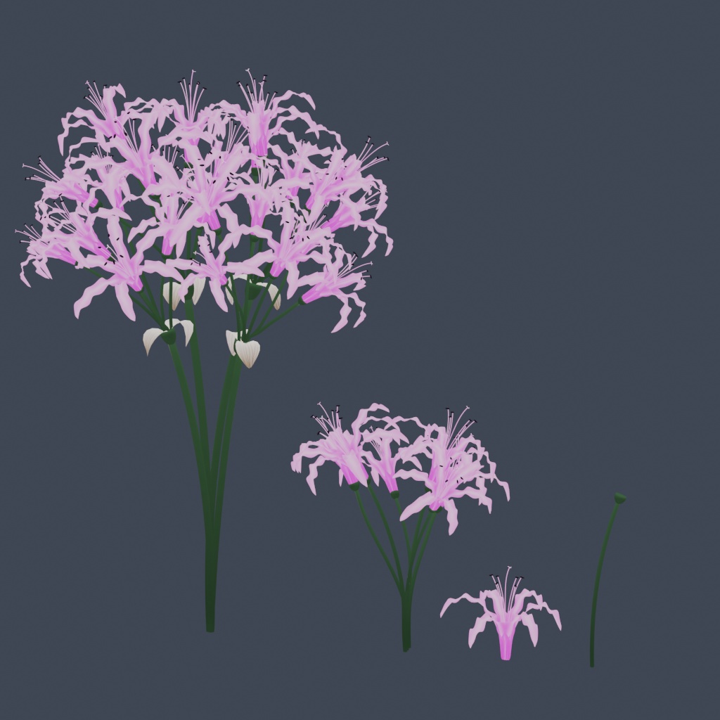 『ネリネ(ダイヤモンドリリー)』【3Dモデル】