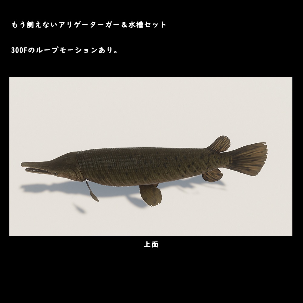 アリゲーターガーと水槽セット【BuiltIn】