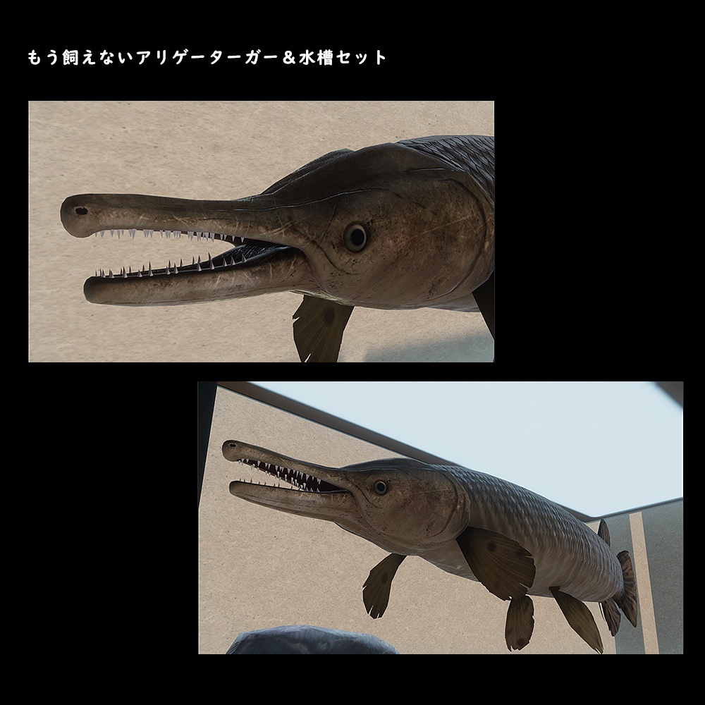 アリゲーターガーと水槽セット【BuiltIn】