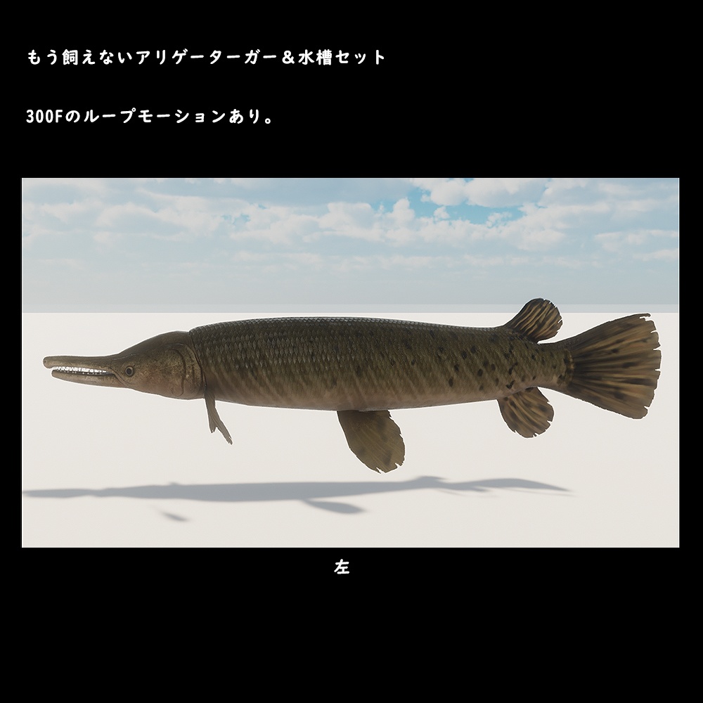 アリゲーターガーと水槽セット【BuiltIn】