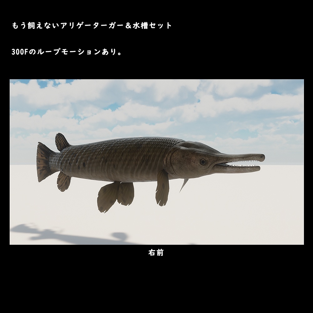 アリゲーターガーと水槽セット【BuiltIn】