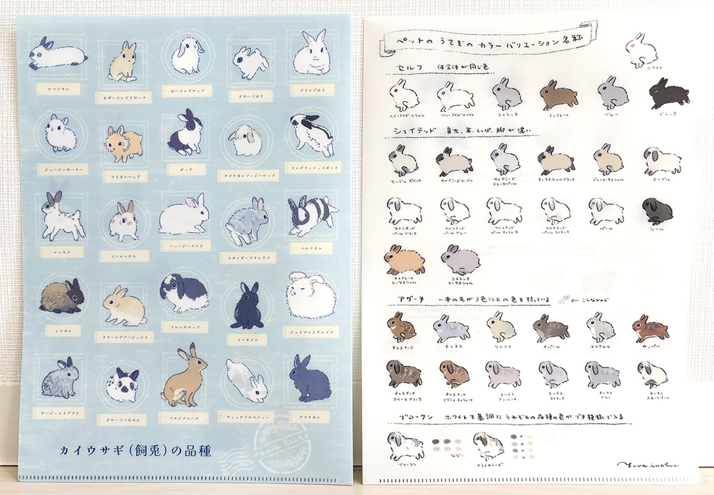 クリアファイル カイウサギの品種 / うさぎのカラバリ