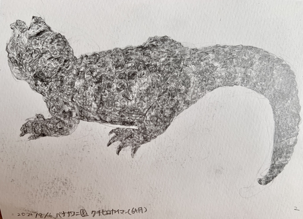 【原画】クチヒロカイマン