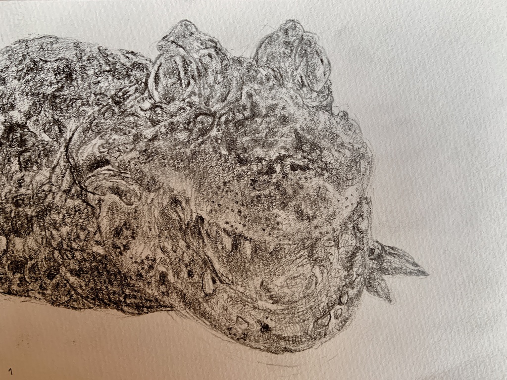 【原画】クチヒロカイマン