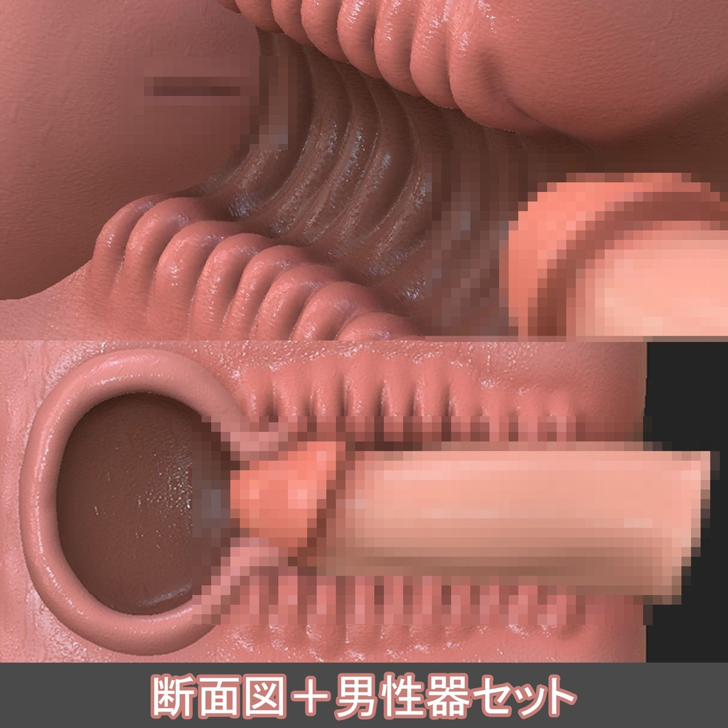 断面図＋男性器モデルセット
