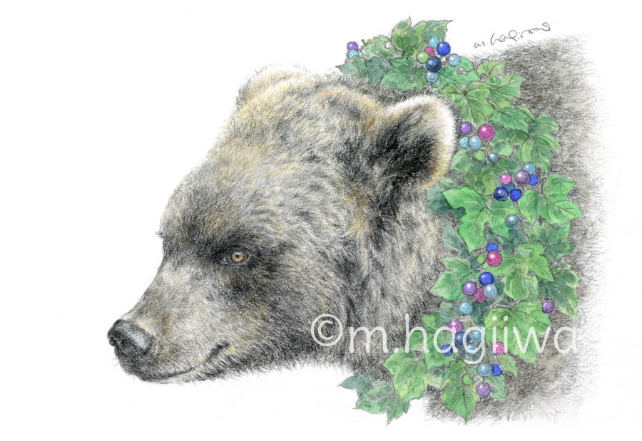 「鳥と動物」ポストカード10枚セット 8/3~8/12