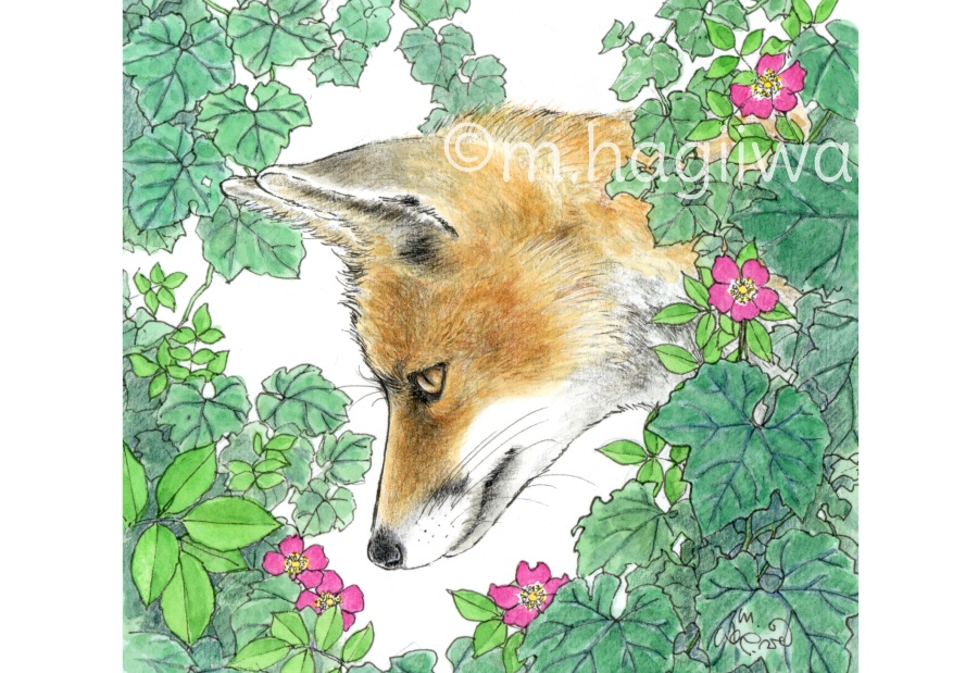 「鳥と動物」ポストカード10枚セット 8/3~8/12