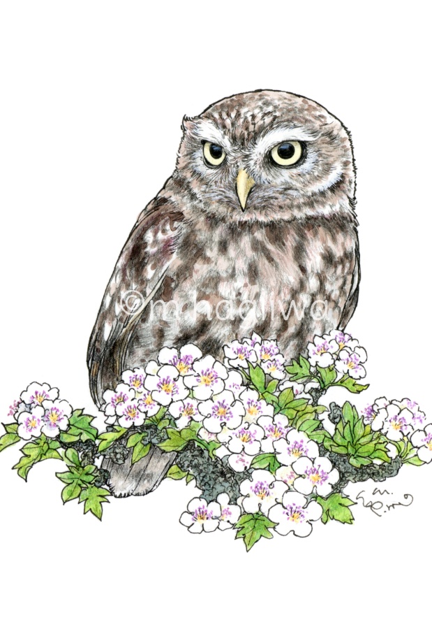 「鳥と動物」ポストカード10枚セット 8/3~8/12