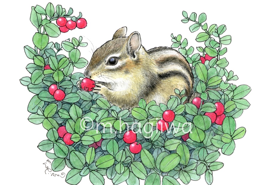 「鳥と動物」ポストカード10枚セット 8/3~8/12