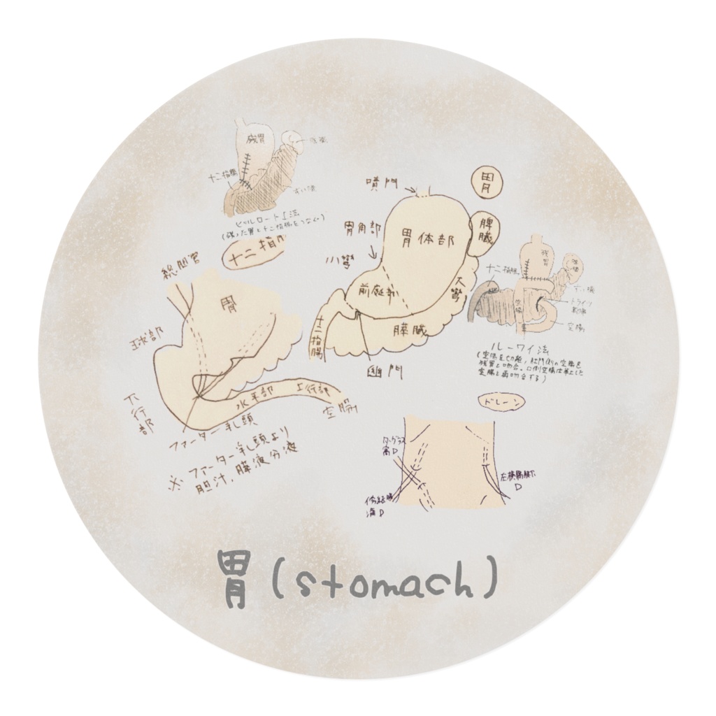 胃(stomach)外科マスキングテープ