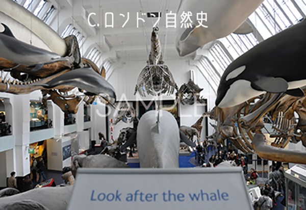 ポストカード各種