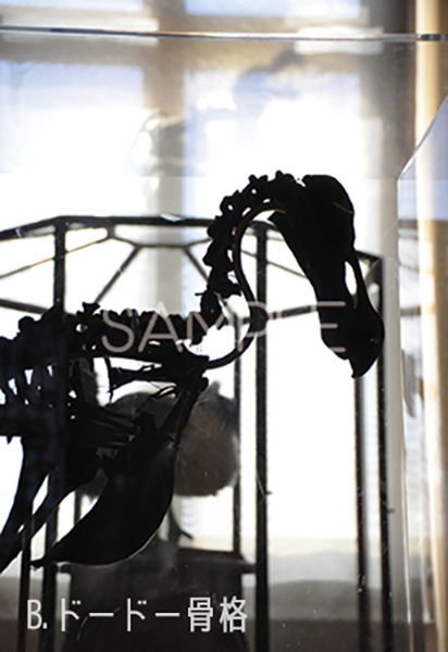 ポストカード各種