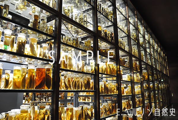 ポストカード各種