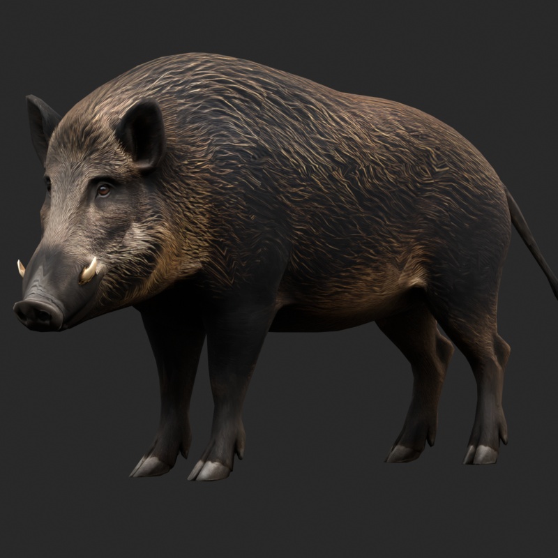 【3Dモデル】日本のイノシシ JAPANESE BOAR STANDARD｜5000ポリゴン・リグ付き・OBJ/FBX