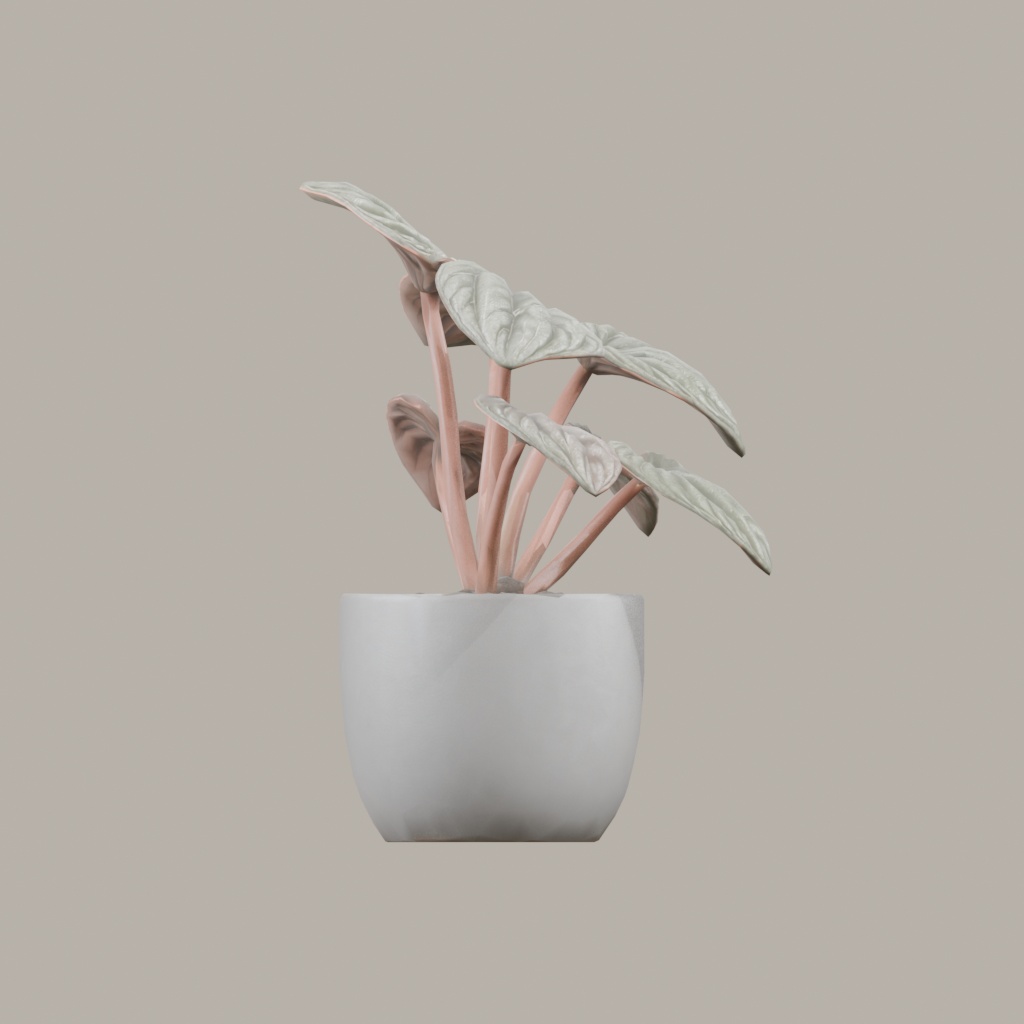 【3Dモデル】観葉植物 / ペペロミア・カペラータ(peperomia_caperata)(OBJ・LWO)