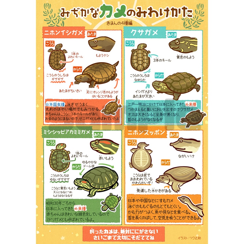 身近なカメのみわけかた　クリアファイル
