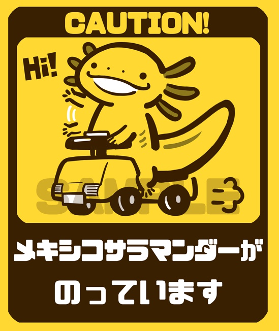 【カーステッカー】メキシコサラマンダーがのっています