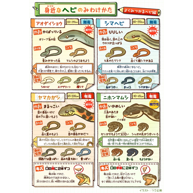 身近なヘビのみわけかたクリアファイル