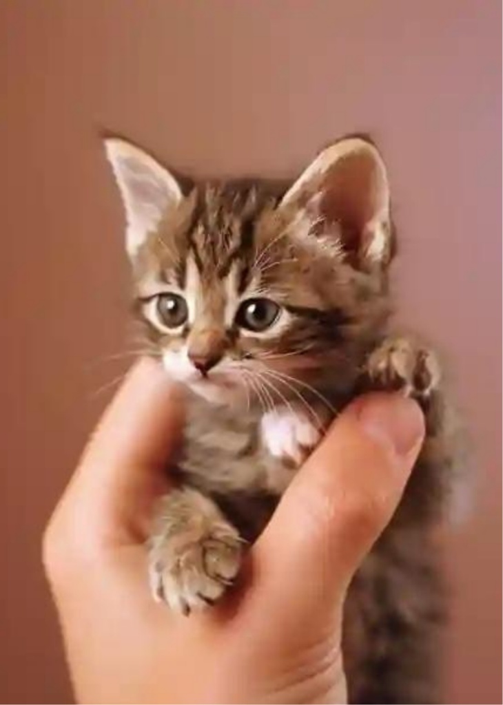 【無料DL】写真集4「かわいい子猫の隠れ家vol.4」ゆびさき子猫 Animal Angel