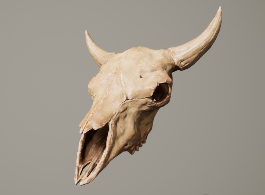 【3Dモデル】バイソンの頭蓋骨/スカル