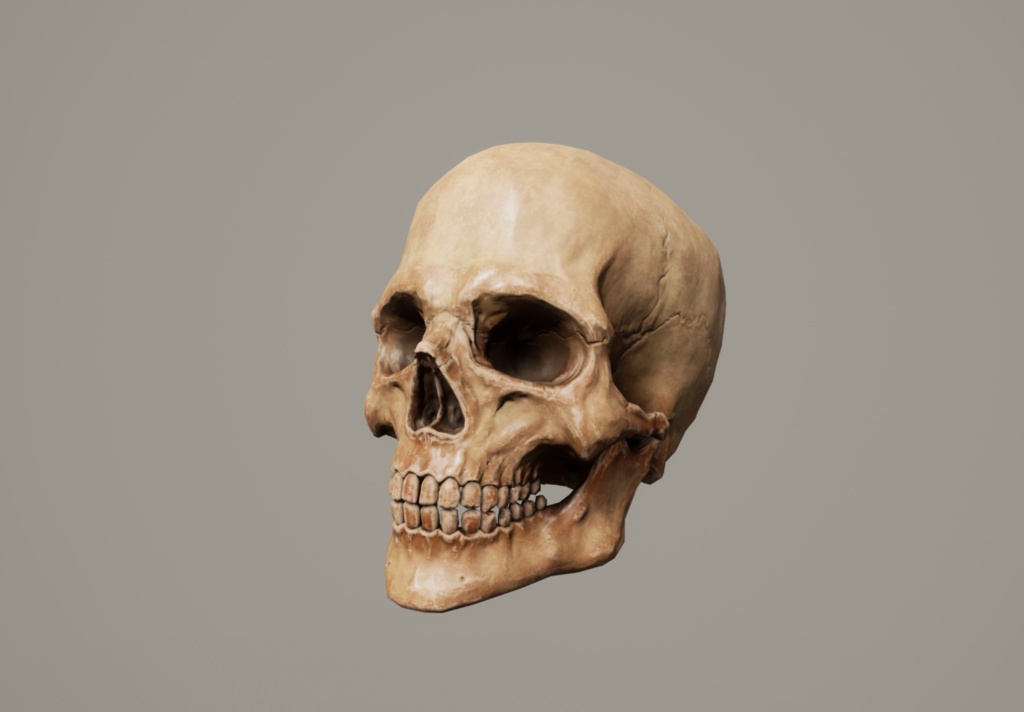 【3Dモデル】人間の頭蓋骨/スカル