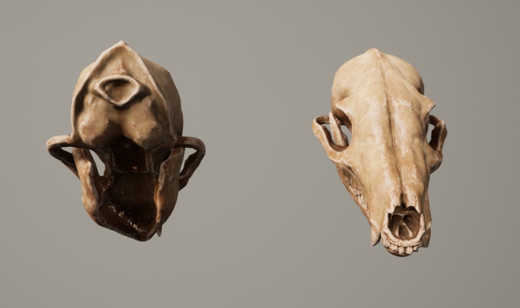 【3Dモデル】タヌキの頭蓋骨/スカル