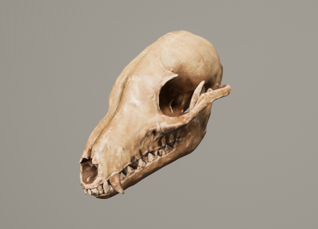【3Dモデル】タヌキの頭蓋骨/スカル