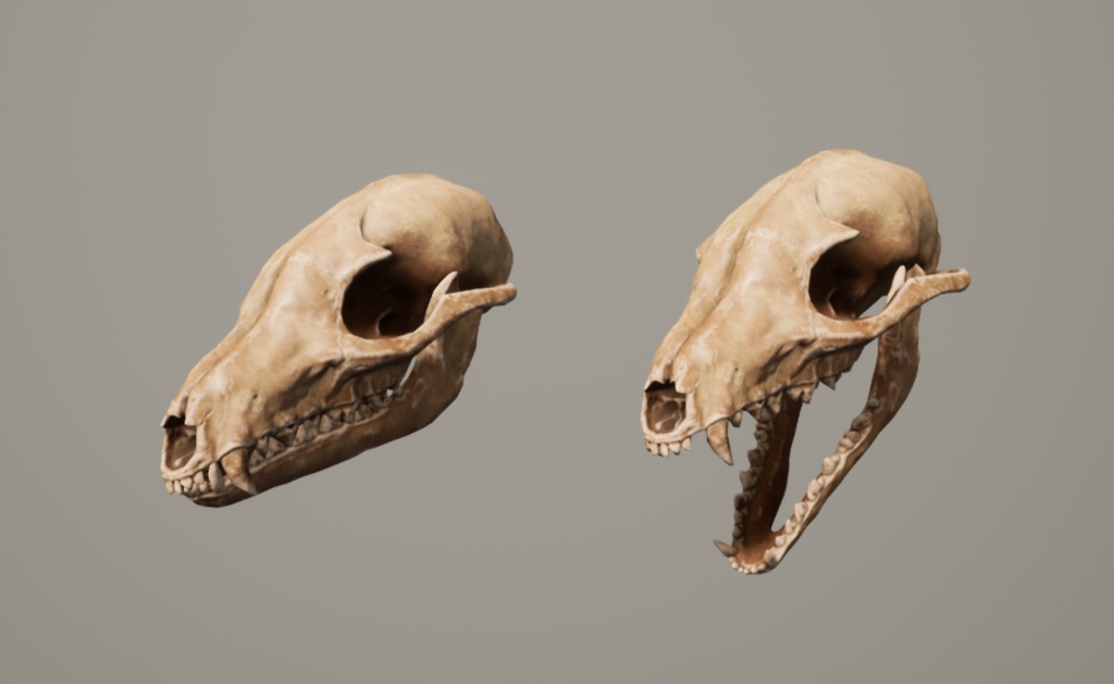 【3Dモデル】タヌキの頭蓋骨/スカル