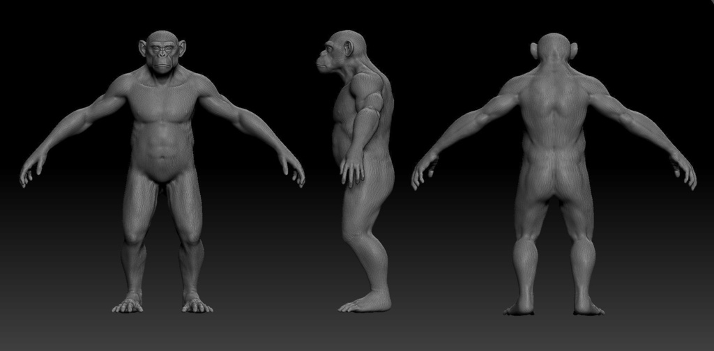 【ZBrush】チンパンジー スカルプトデータ