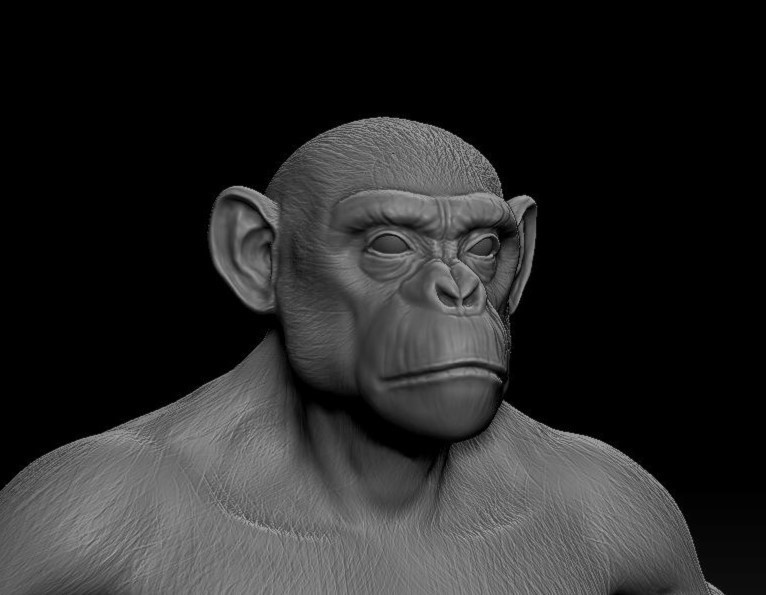 【ZBrush】チンパンジー スカルプトデータ