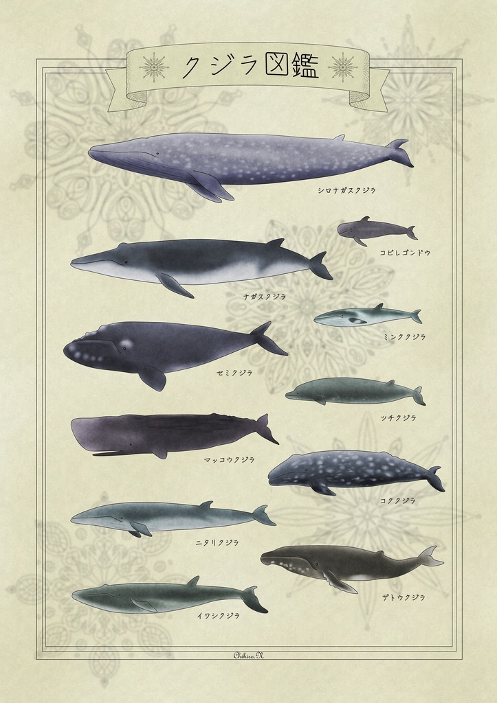 クジラ図鑑
