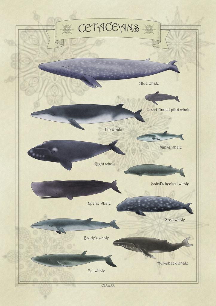 クジラ図鑑(英語表記)
