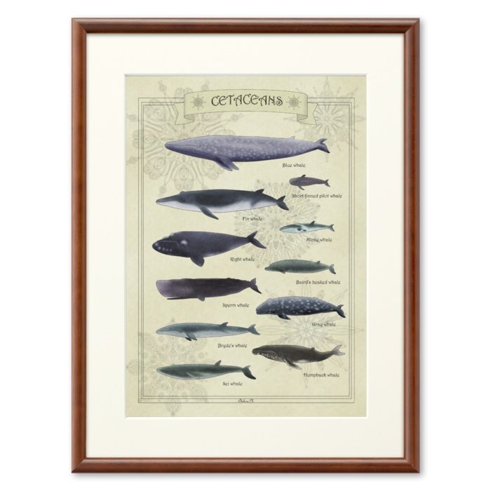 クジラ図鑑(英語表記)