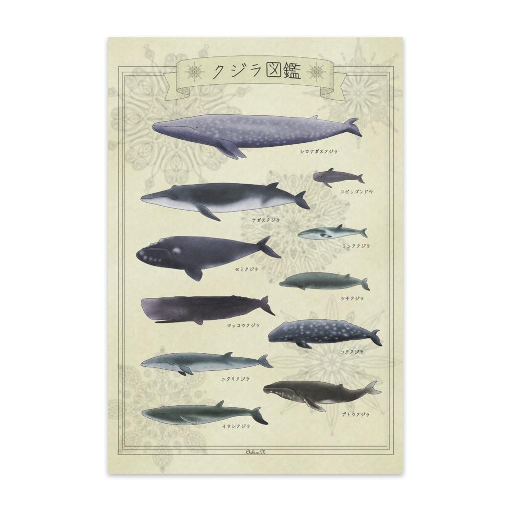 クジラ図鑑(10枚セット)