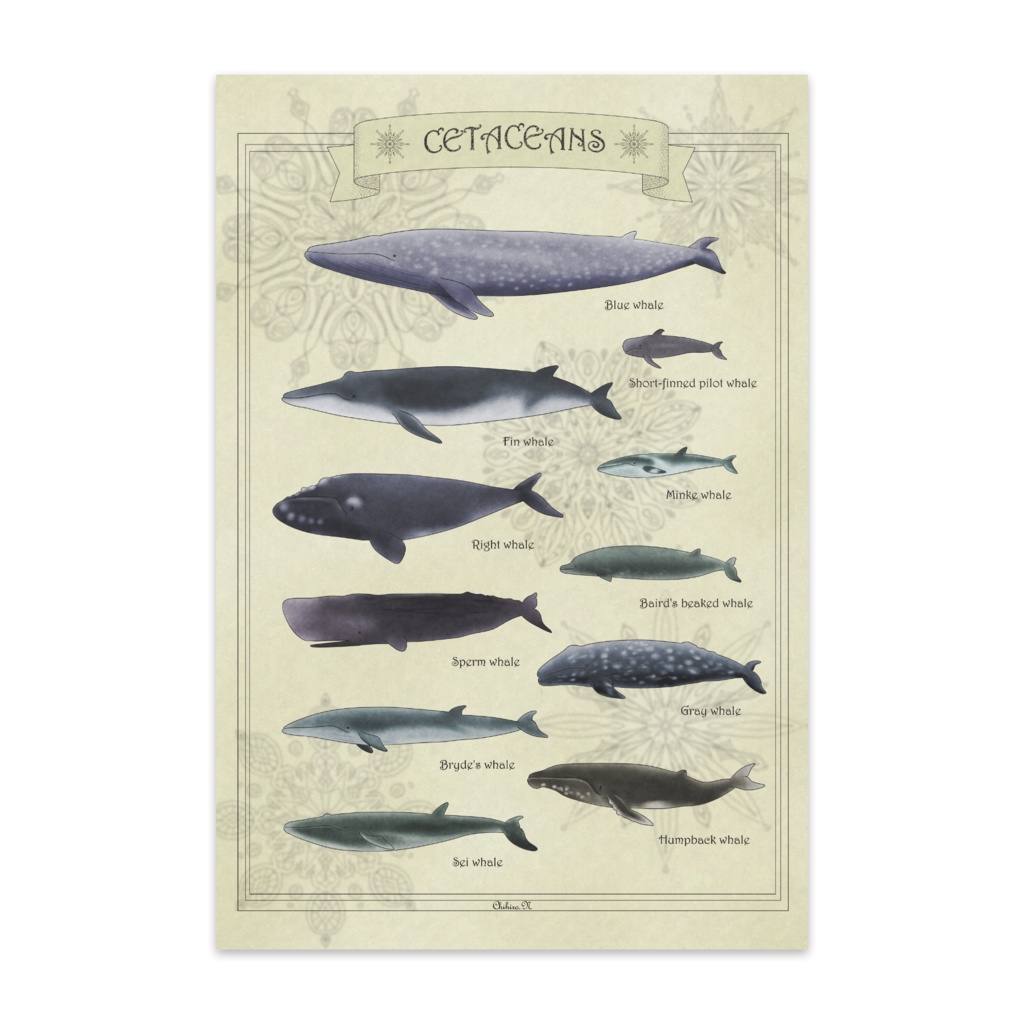 クジラ図鑑(10枚セット)